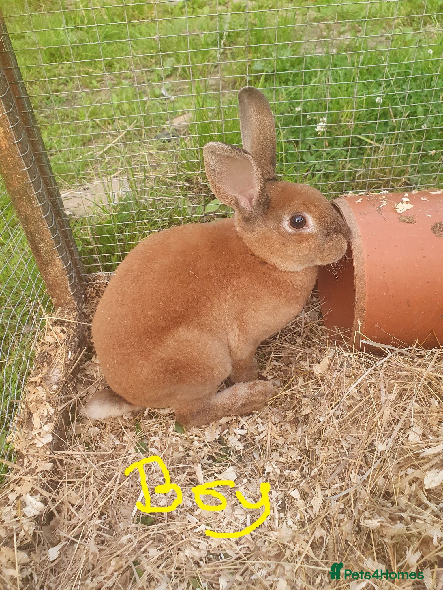Mixed Breed rabbits 2 male rabbits, father and son 4 & 14 months - Advert 11
