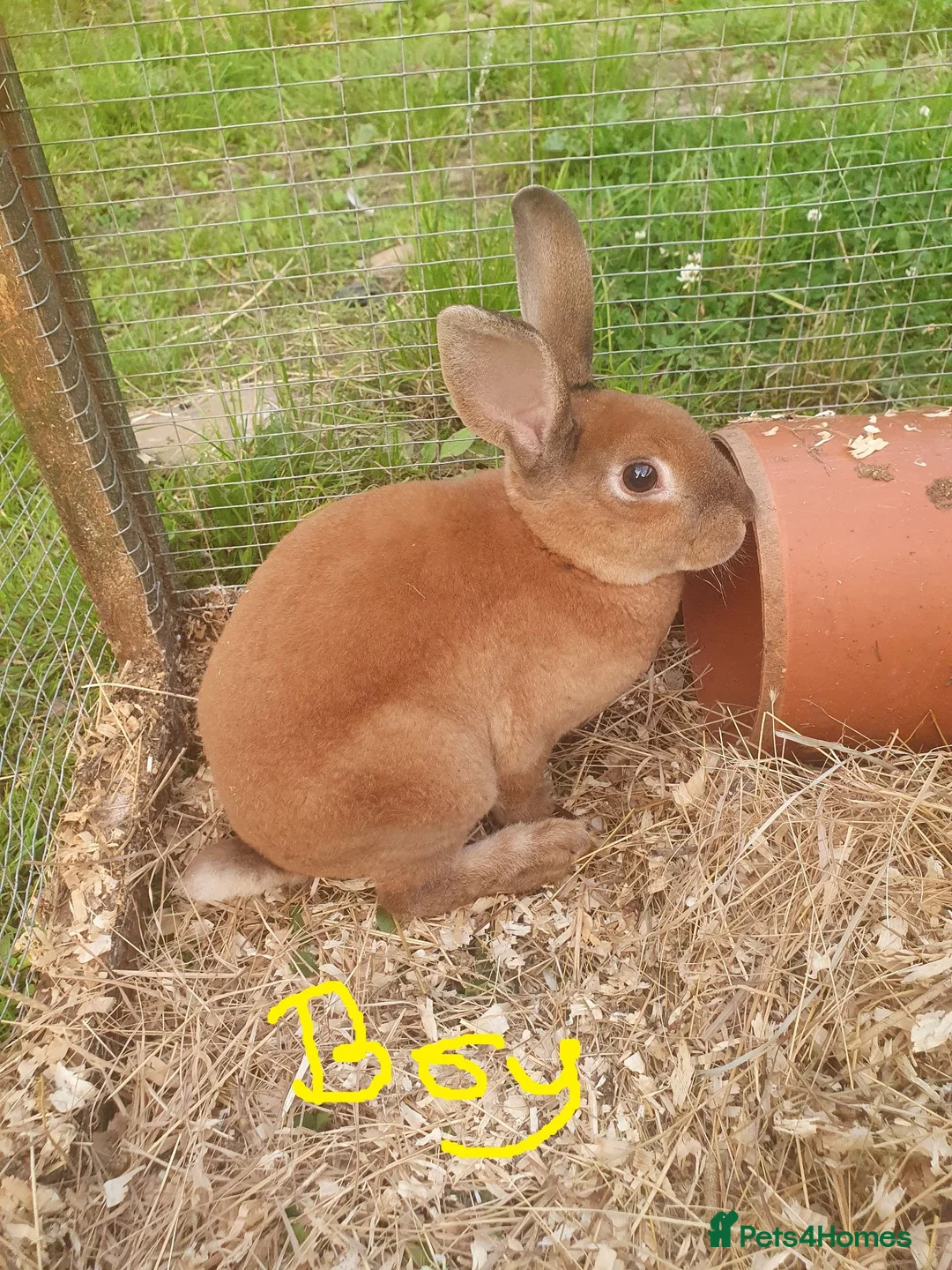 Mixed Breed rabbits for sale: Male Rex Rabbits - Advert 2