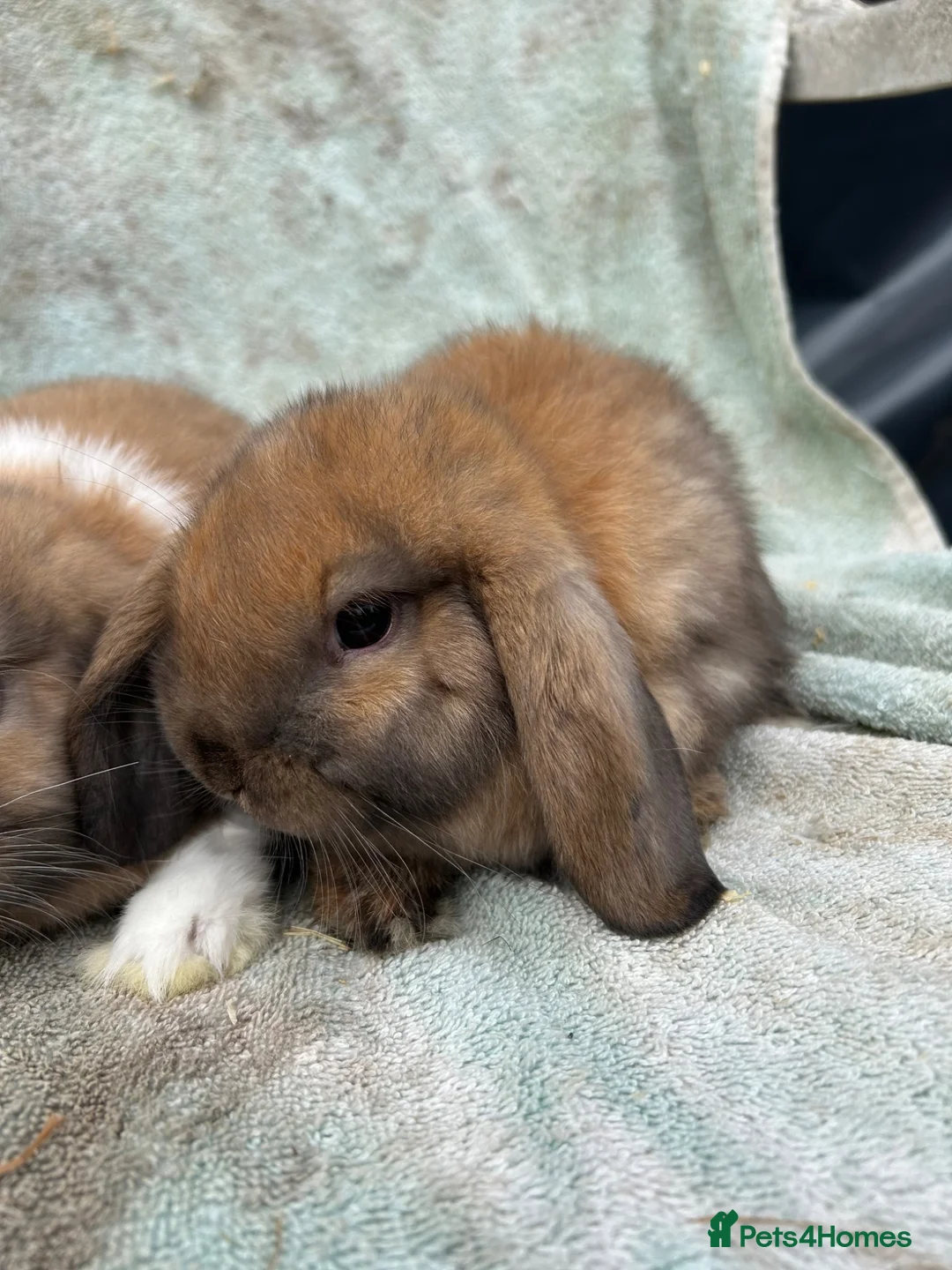 Mini Lop rabbits for sale: Mini lops - Advert 4