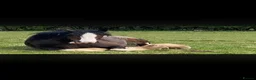 Shire horses for sale: 14 year old Shire horse  in Birmingham - Advert 3