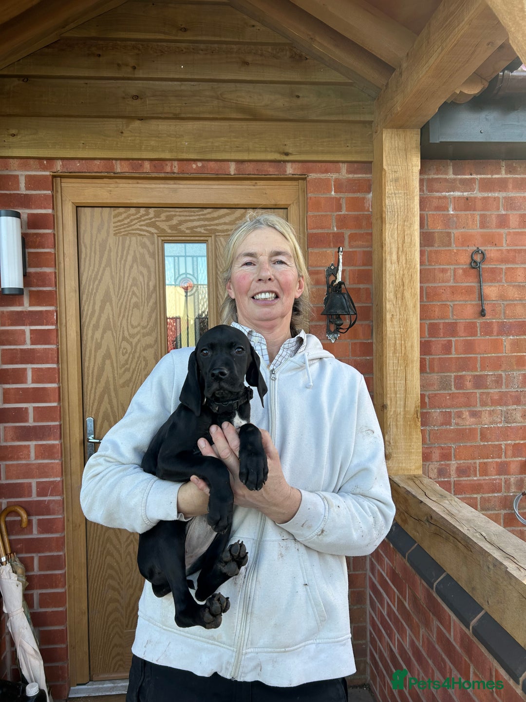 Pointer dogs for sale:  Black bitch available. - Advert 12