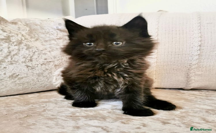 Maine Coon cats - Advert 5