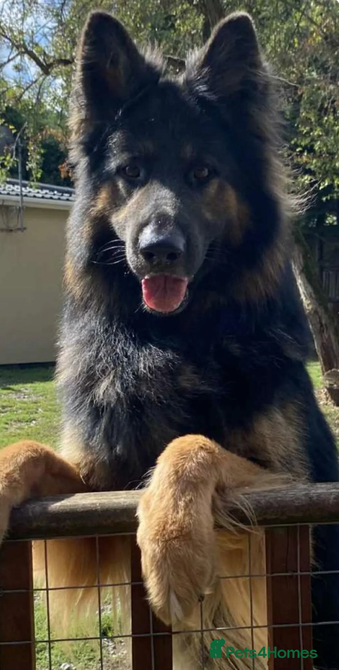 German Shepherd dogs for sale: Stunning Pedigree Female German Shepherd Puppy - Advert 5