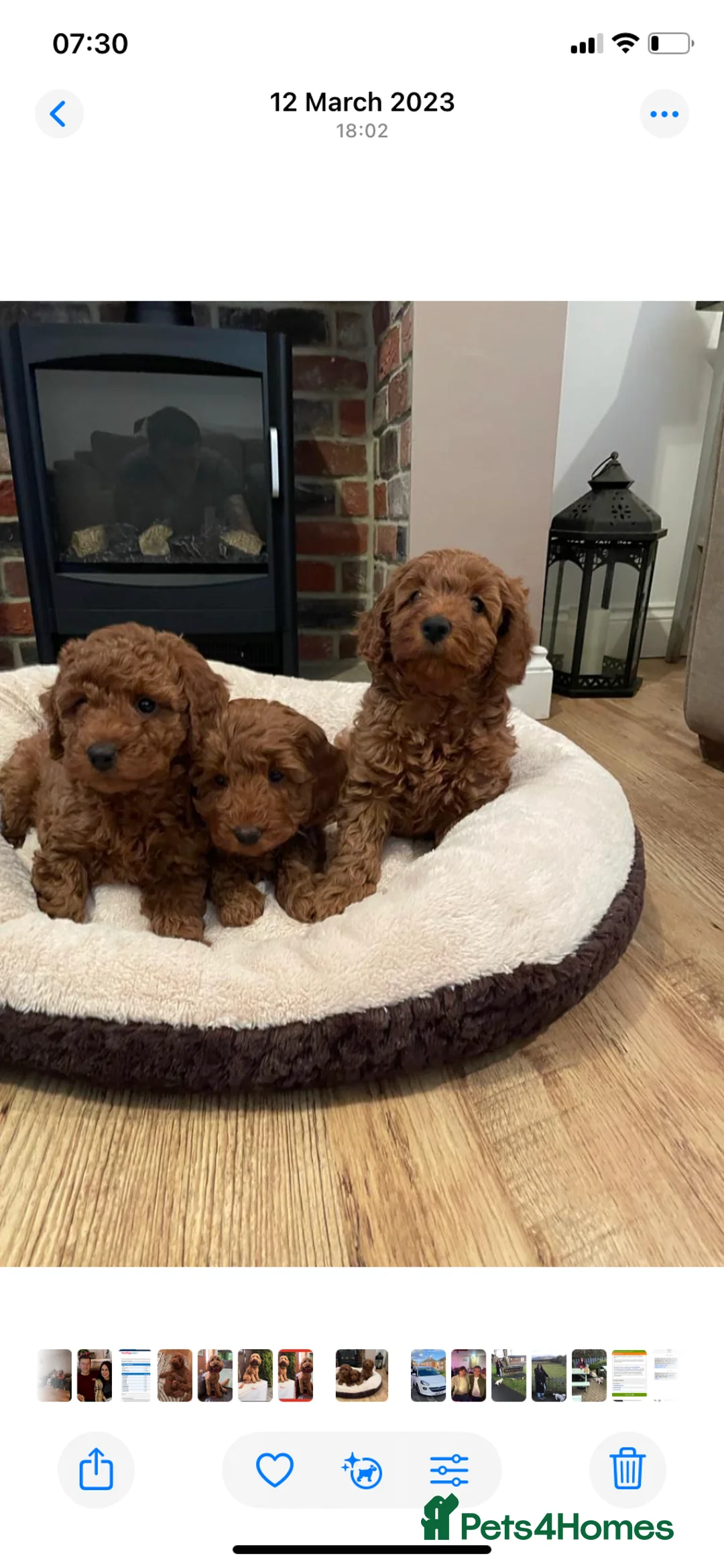 Cockapoo dogs for sale: 🐾Outstanding Health Checked Cockapoo puppies 🐶  - Advert 2