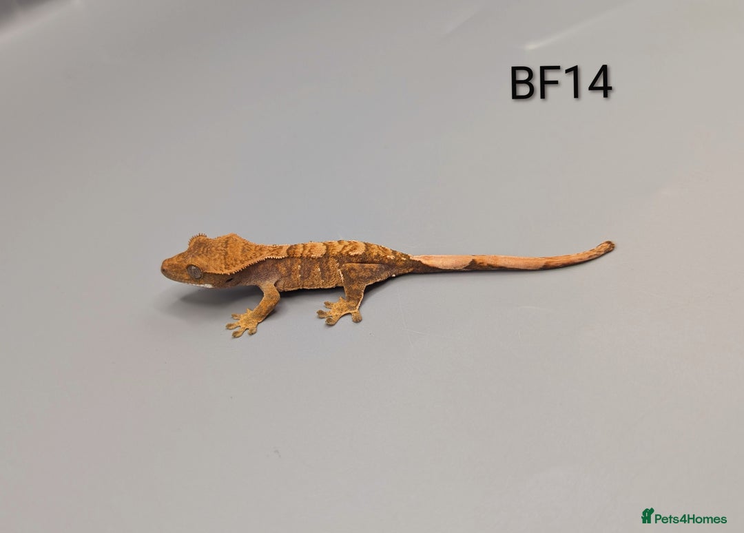 Gecko reptiles for sale: Red Flame Crested Gecko CB25  - Advert 2