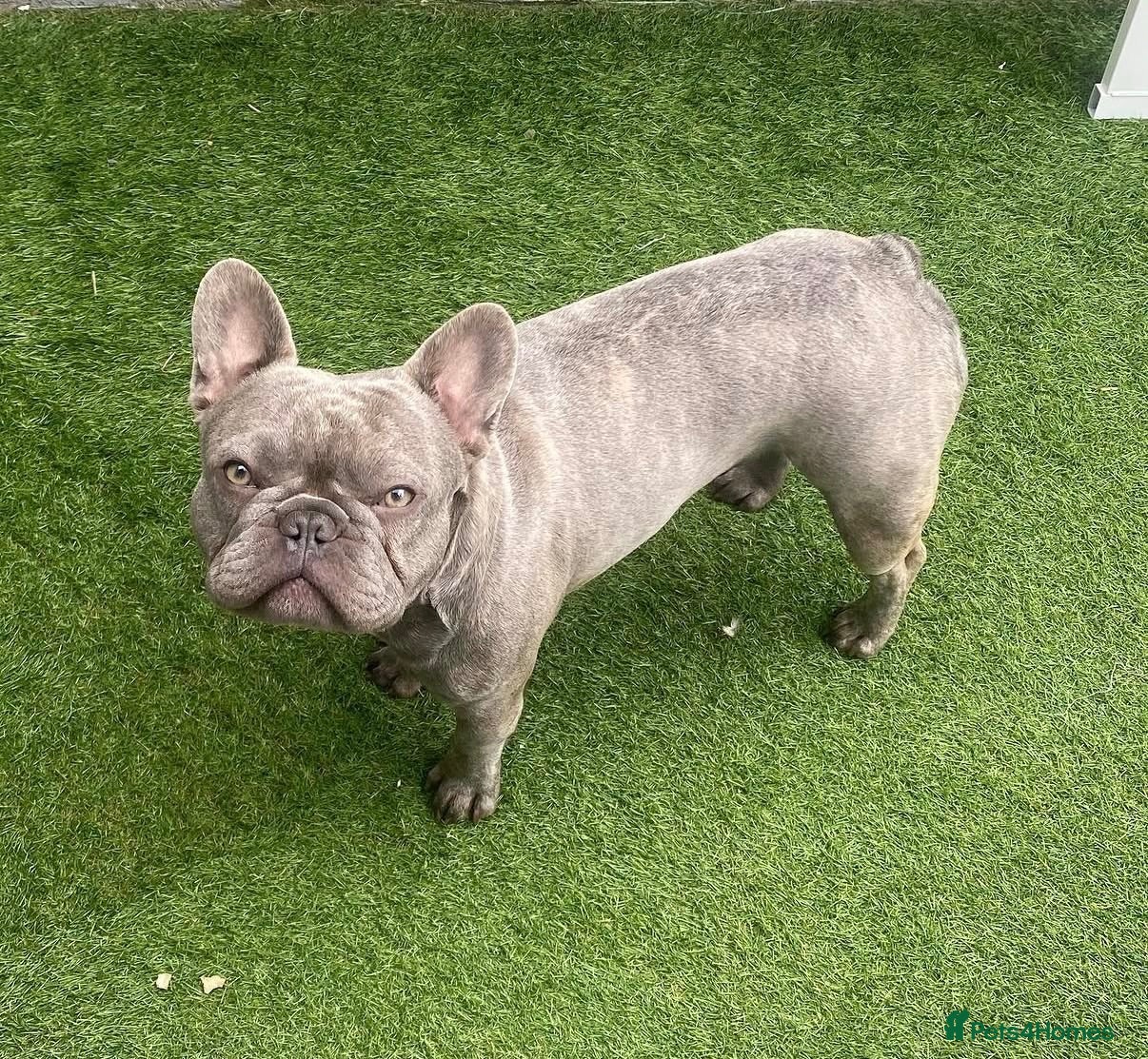 French Bulldog dogs French Bulldog Stud  - Advert 1