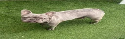 French Bulldog dogs for stud: French Bulldog Stud  - Advert 1