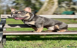 French Bulldog dogs for stud: Best producer known around  in Leigh - Image 13