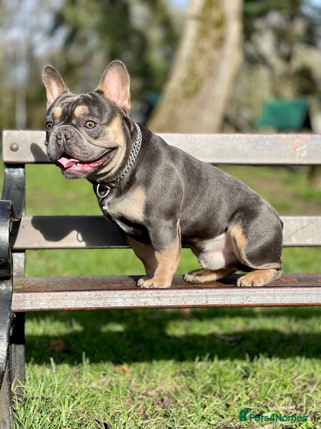 French Bulldog dogs for stud: Best producer known around  in Leigh - Image 13