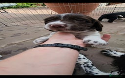English Springer Spaniel dogs for sale: KC Registered ESS Pups *WELL MARKED* - Image 31
