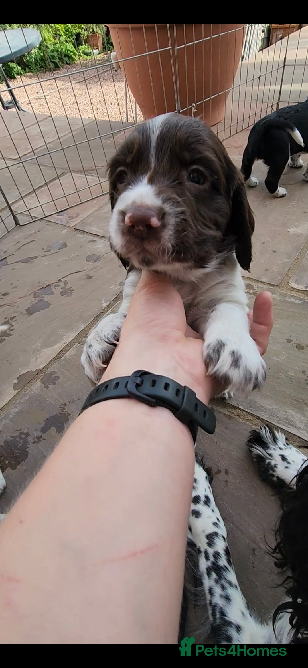 English Springer Spaniel dogs for sale: KC Registered ESS Pups *WELL MARKED* - Image 31