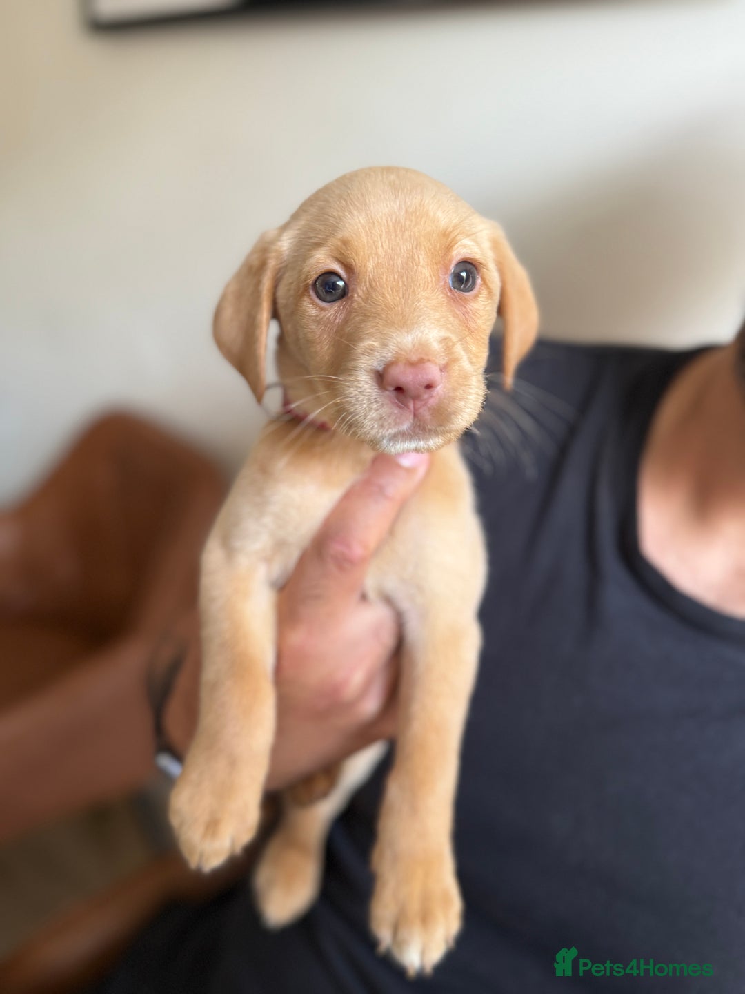 Labrador Retriever dogs for sale: Female Labrador Puppy - Image 1