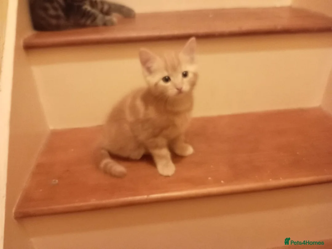Mixed Breed cats for sale: X3 ginger male kittens  - Advert 1