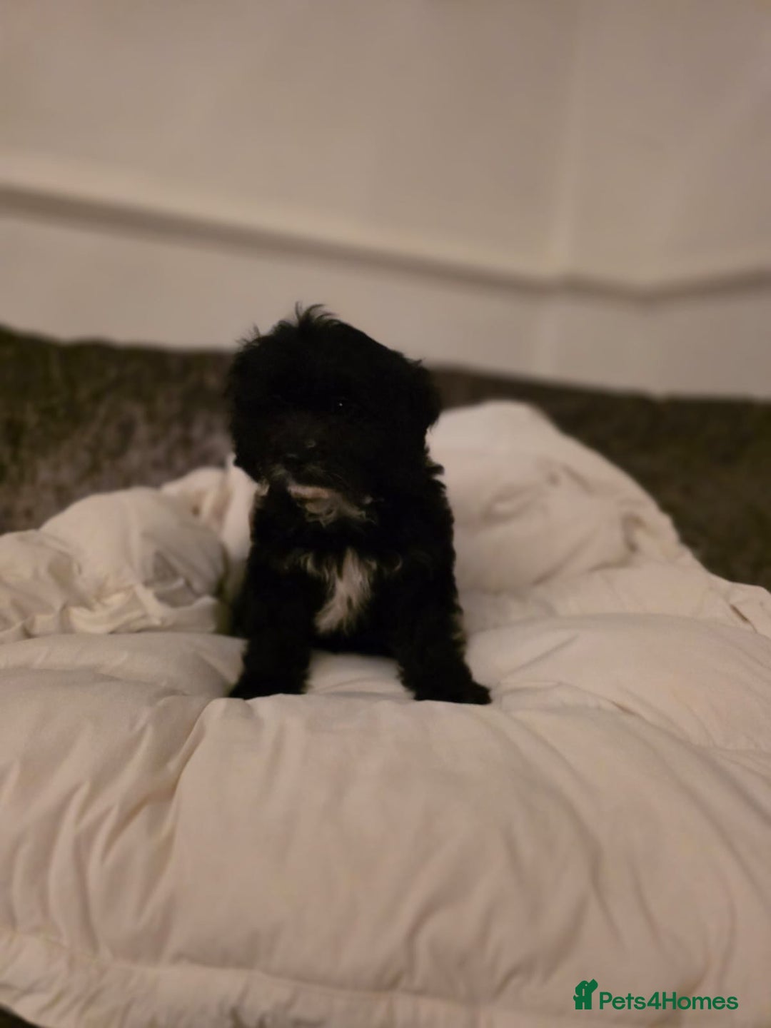 Cavapoo dogs for sale: TOY CAVAPOO BOY - Advert 7