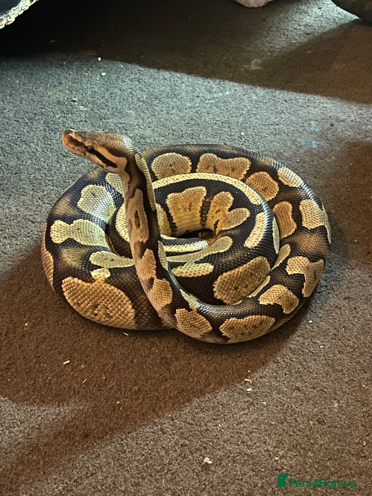 Python Snake reptiles 11 snakes for sale, 2 corns and 9 royal pythons  - Advert 2