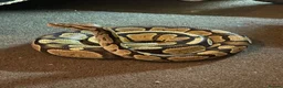 Python Snake reptiles for sale: 11 snakes for sale, 2 corns and 9 royal pythons  - Advert 2
