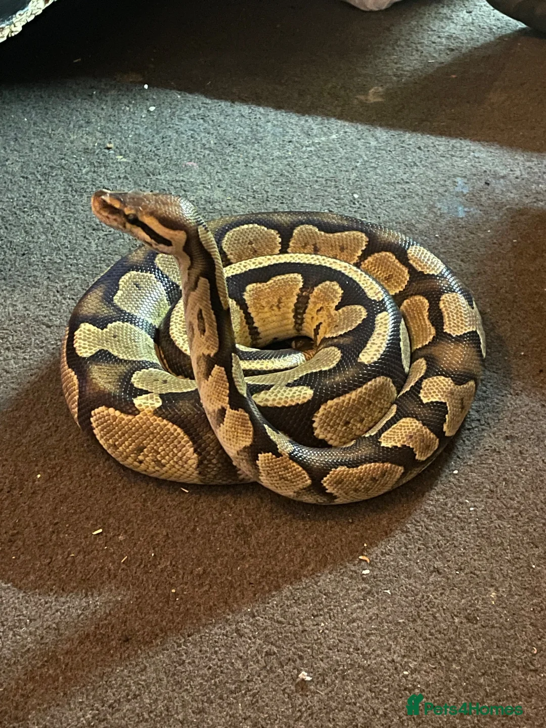 Python Snake reptiles for sale: 11 snakes for sale, 2 corns and 9 royal pythons  - Advert 2