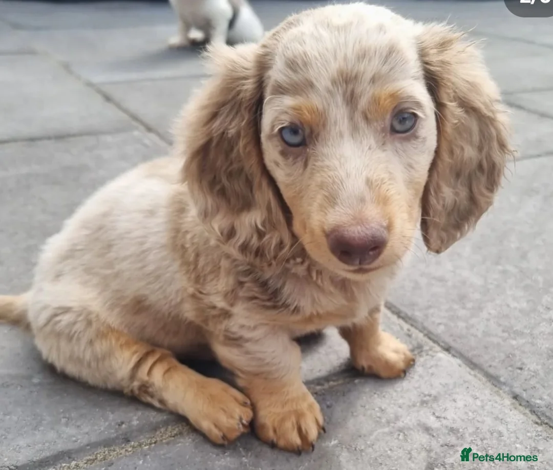 Miniature Dachshund dogs for stud: BLUE DAPPLE PIEBALD STUD CARRYING LONG HAIR CHOCO in Liverpool - Advert 13