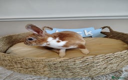 Rex rabbits for sale: Lovely Rex rabbit babies  - Image 19
