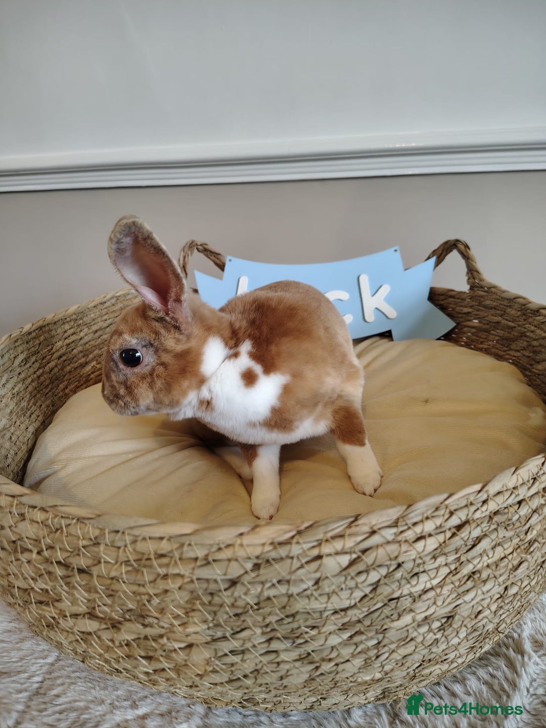Rex rabbits for sale: Lovely Rex rabbit babies  - Image 19
