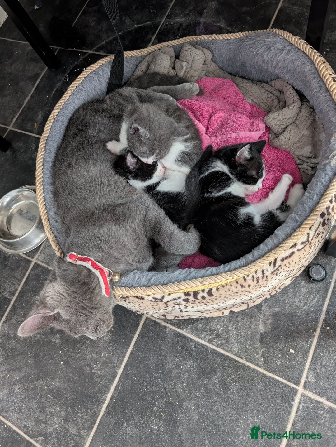 Mixed Breed cats for sale: Last little boy - Image 3