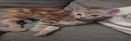 Mixed Breed cats for sale: Gorgeous ginger boys - Advert 14