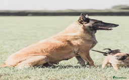 Belgian Shepherd Dog dogs for sale: Belgian malinois puppy - Image 9