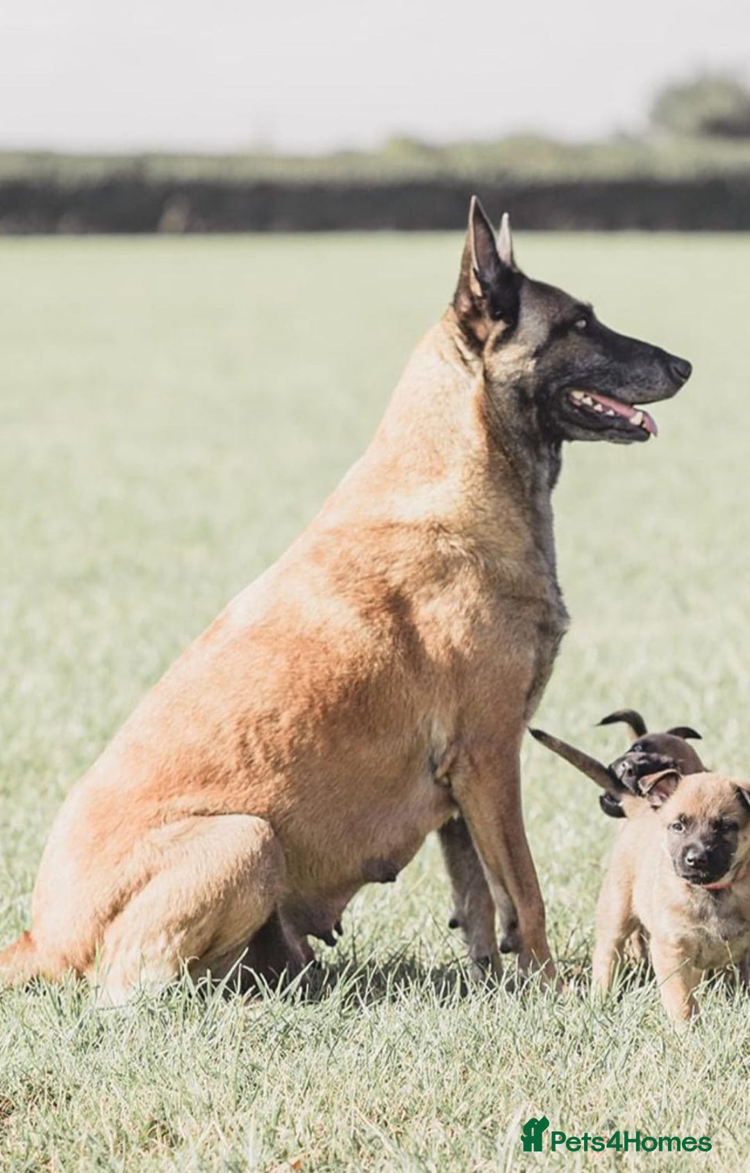 Belgian Shepherd Dog dogs for sale: Belgian malinois puppy - Image 9
