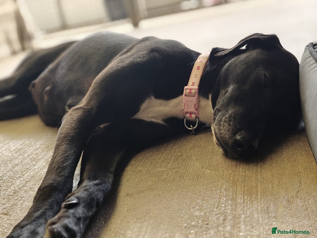 Mixed Breed dogs for adoption: Luna  - Image 3