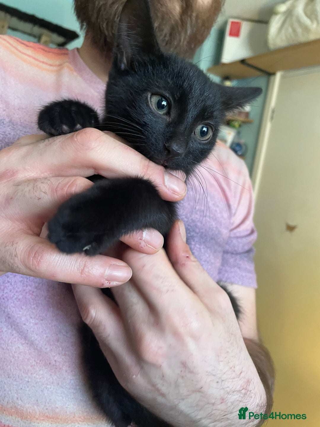 Mixed Breed cats for sale: 2 mixed breed female kittens - Advert 7