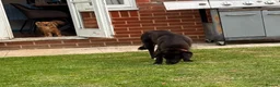 Mixed Breed dogs for adoption: ❤️🐶 YUKI – SHE WAS NOT AFRAID OF MEN in Rayleigh - Advert 6