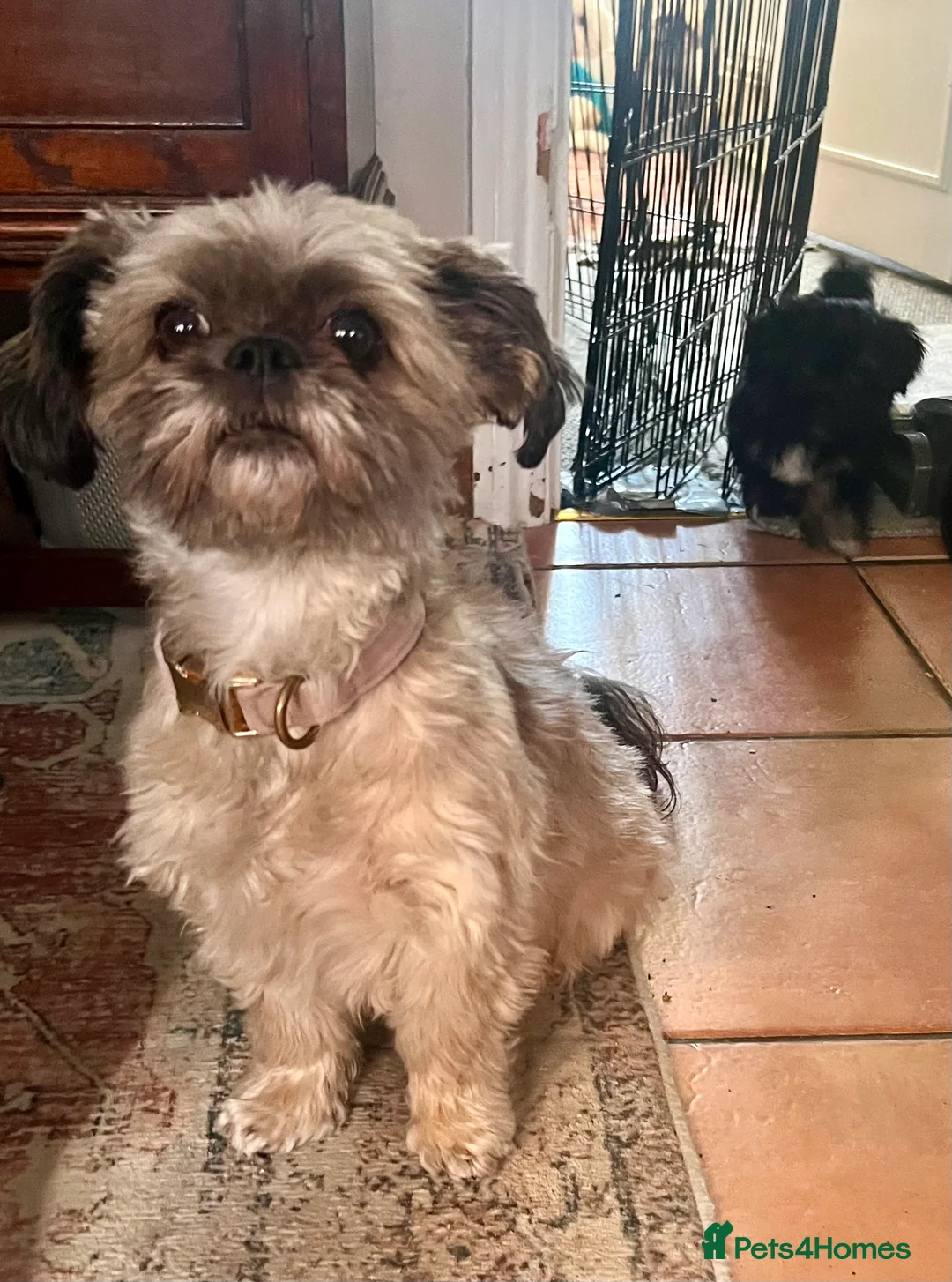 Mixed Breed dogs for sale: Two Beautiful Bea Zhu & Shorkie male puppies in Cowes - Advert 2