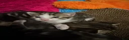 Mixed Breed cats for sale: Beautiful kittens for sale in Oldham - Advert 9