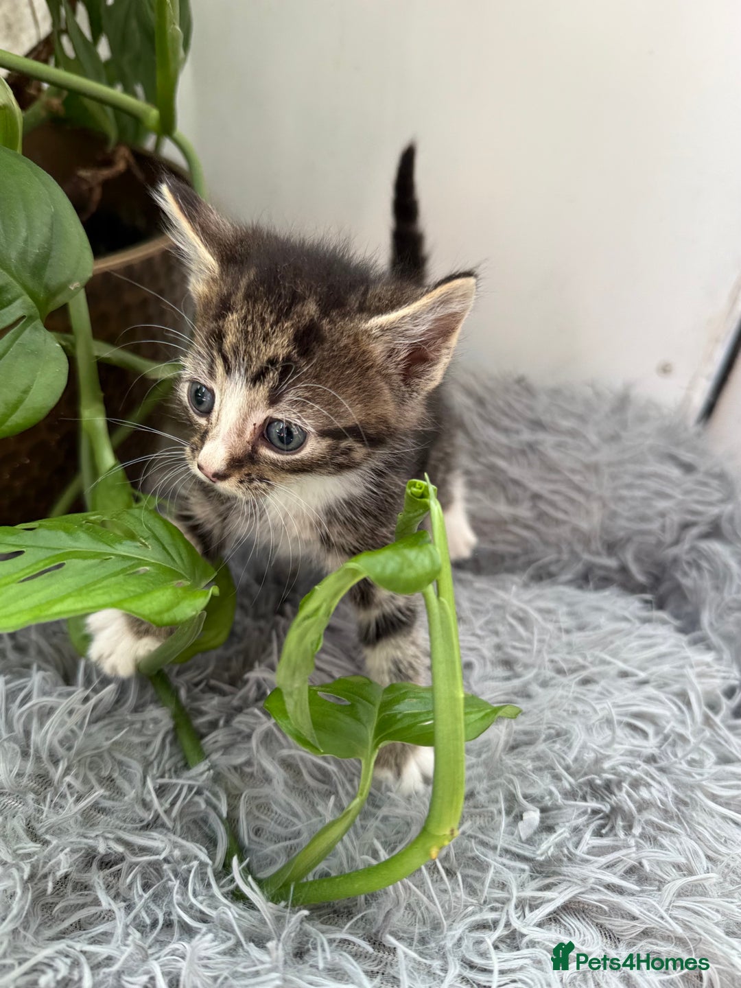 Mixed Breed cats for sale: Beautiful Mixed Breed kittens (plz see description - Image 8