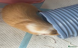 Guinea Pig rodents for sale: 2 male guinea pigs  - Image 4