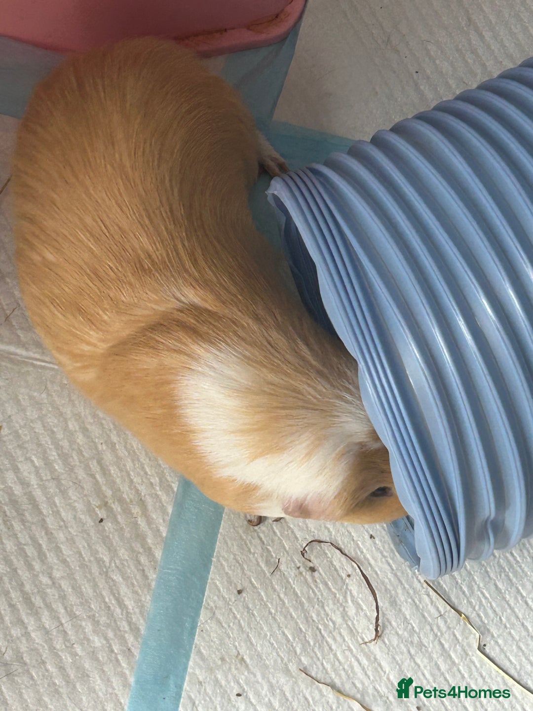 Guinea Pig rodents for sale: 2 male guinea pigs  - Image 4