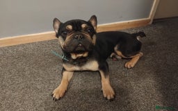 French Bulldog dogs for sale: Male French Bulldog  - Image 1