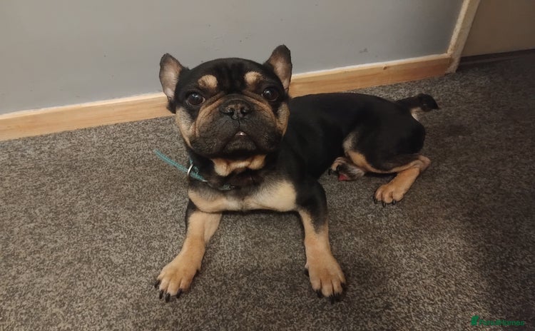 French Bulldog dogs - Advert 1