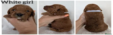 Cockapoo 9