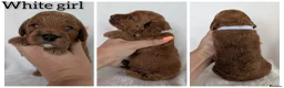 Cockapoo dogs for sale: Beautiful F1b Cockapoo puppies - Advert 13
