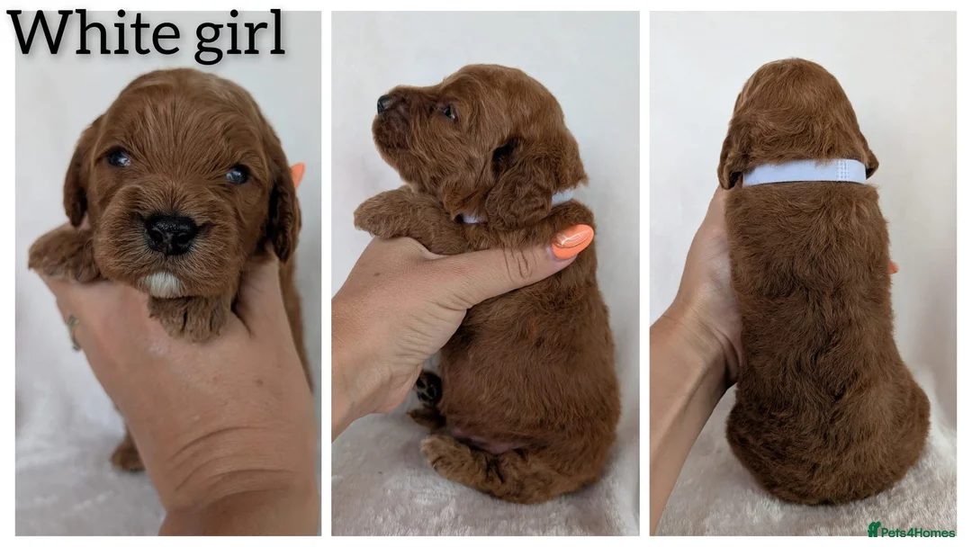 Cockapoo dogs for sale: Beautiful F1b Cockapoo puppies - Advert 13