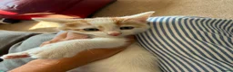 Turkish Angora cats for sale: Kittens - Advert 4