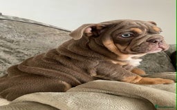 English Bulldog dogs for sale: Beautiful English bulldog - Image 14