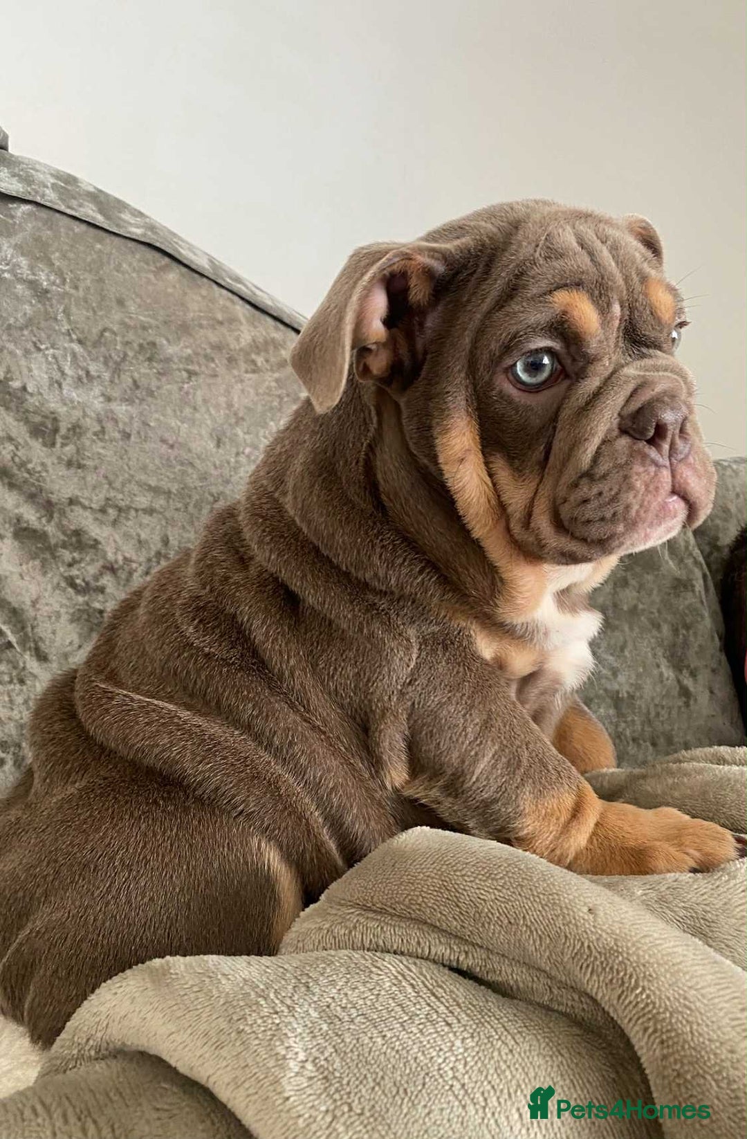 English Bulldog dogs for sale: Beautiful English bulldog - Image 14
