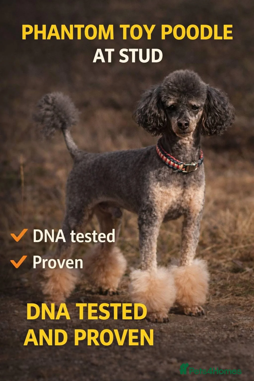 Doxiepoo dogs for sale: Daxipoo pups Dachshund x Toy Poodle - Advert 20