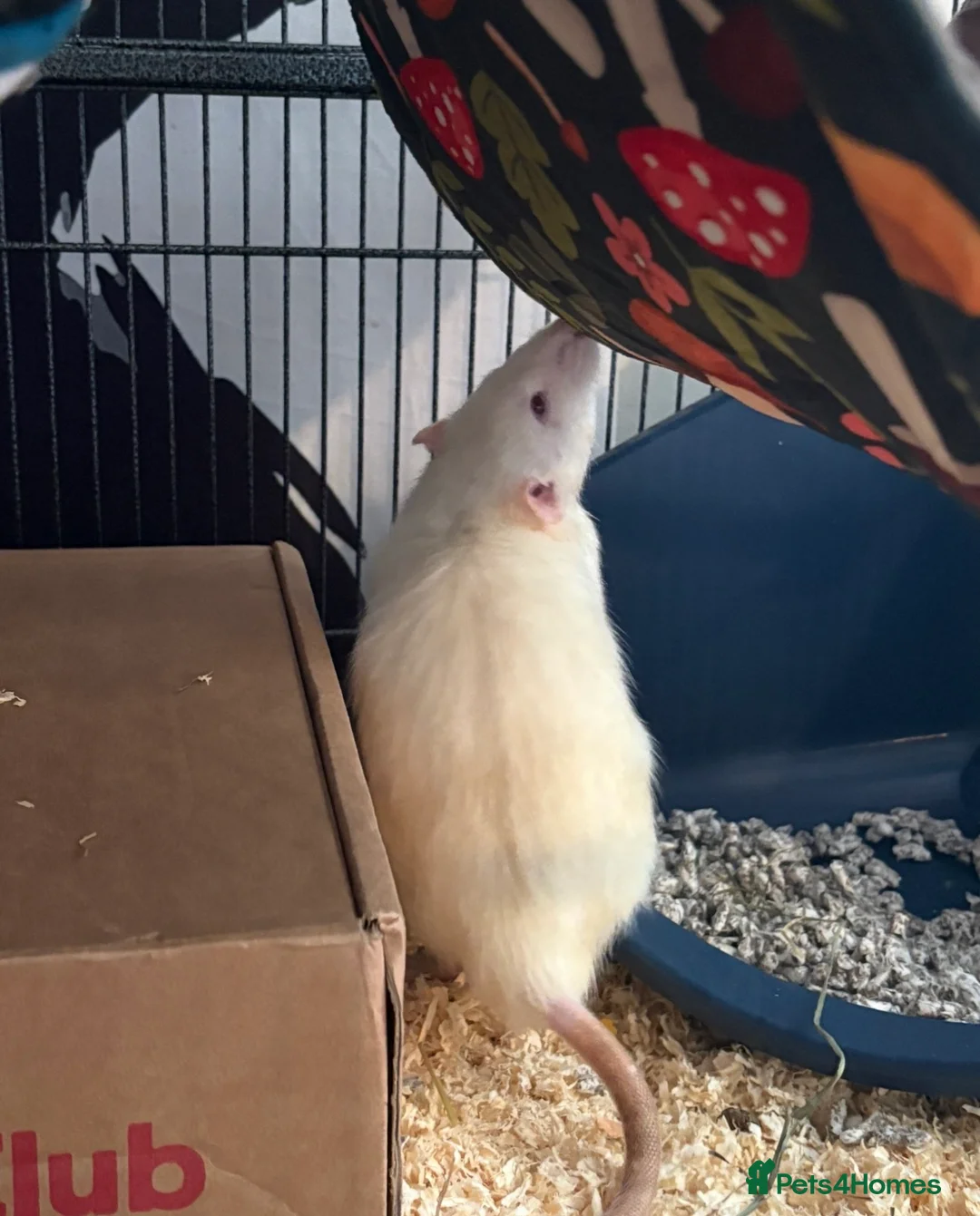 Rat rodents for sale: Rat rehoming situation  - Advert 2