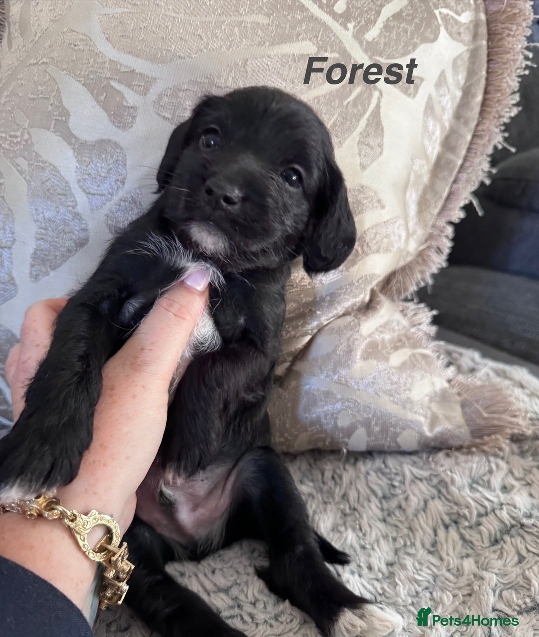 Mixed Breed dogs for sale: Miniature Schnauzer X Cockapoo - Image 5