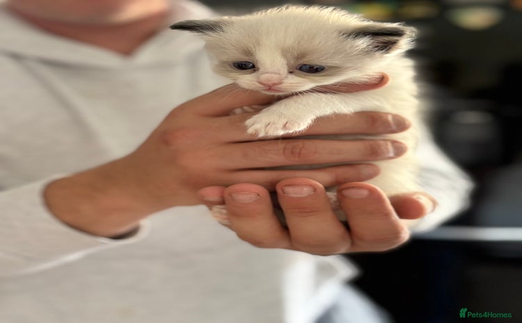 Ragdoll cats - Advert 15