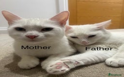 Mixed Breed cats for sale: 3 beautiful kittens available  - Advert 9