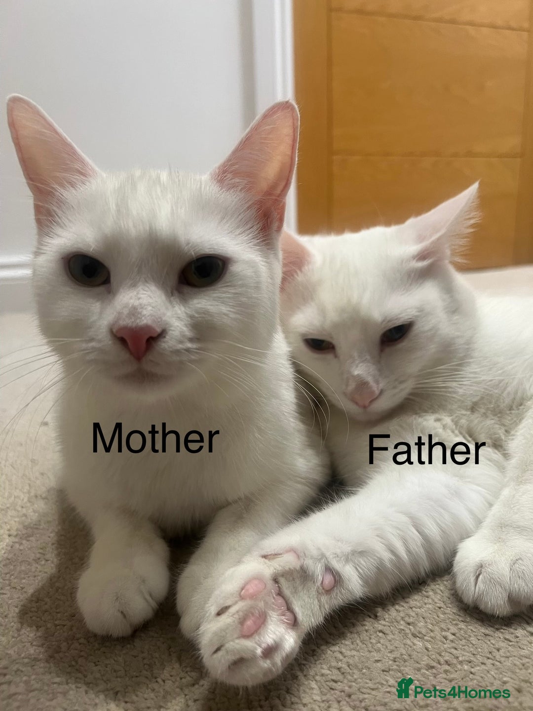 Mixed Breed cats for sale: 3 beautiful kittens available  - Advert 9